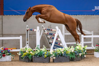 The Billy Stud Auction