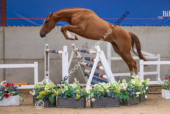 The Billy Stud Auction