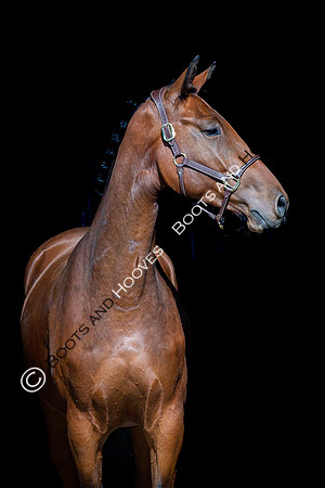 The Billy Stud Auction
