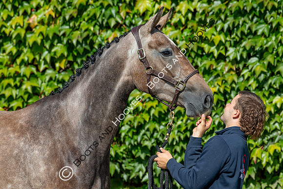 The Billy Stud Auction