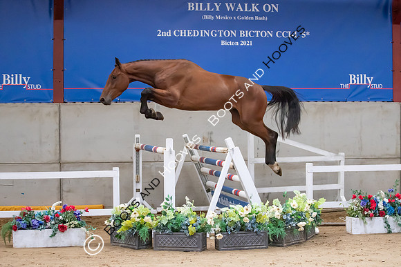 The Billy Stud Auction