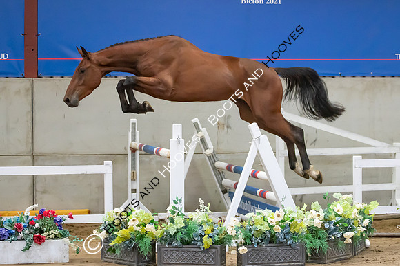 The Billy Stud Auction