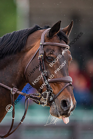 The Royal Windsor Horse Show