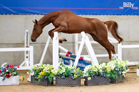 The Billy Stud Auction