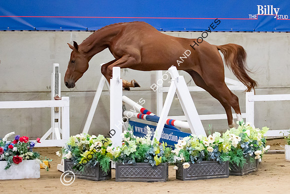 The Billy Stud Auction