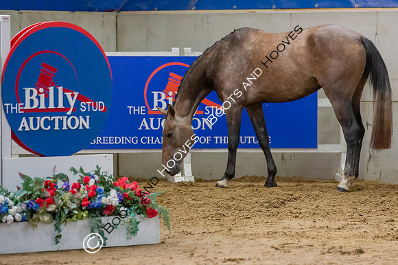 The Billy Stud Auction