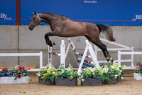 The Billy Stud Auction