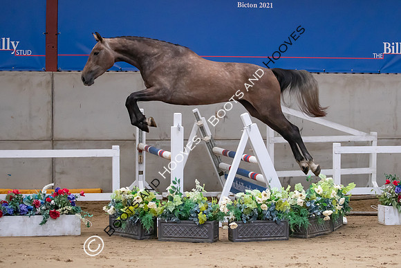 The Billy Stud Auction
