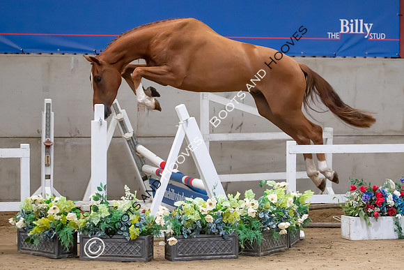 The Billy Stud Auction