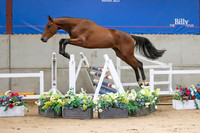 The Billy Stud Auction