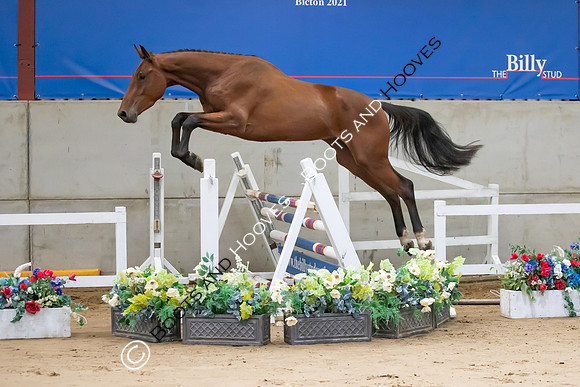 The Billy Stud Auction