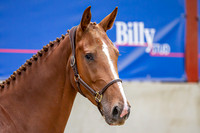 The Billy Stud Auction