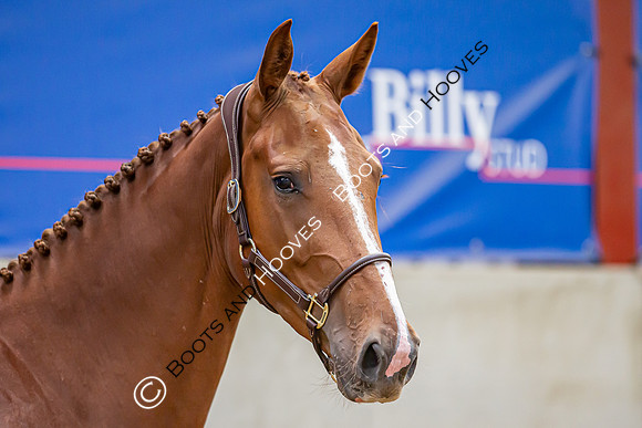 The Billy Stud Auction