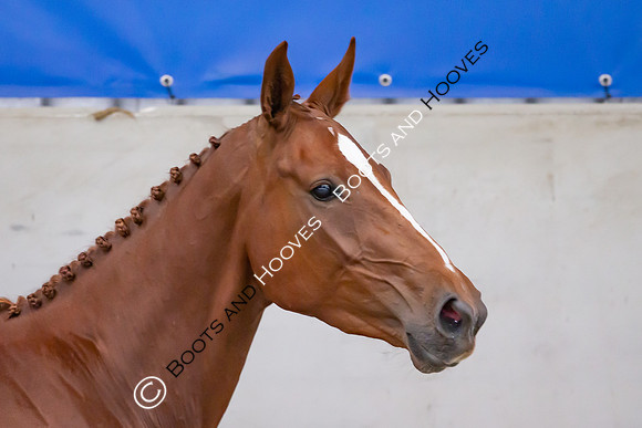 The Billy Stud Auction