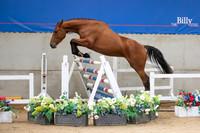 The Billy Stud Auction