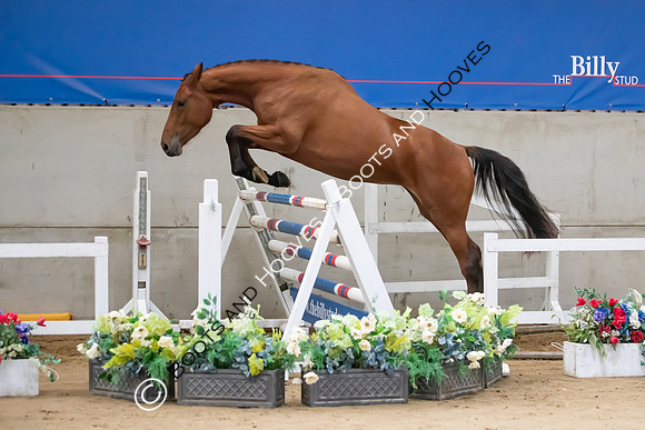 The Billy Stud Auction