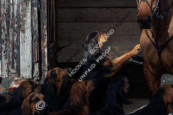 Coakham Bloodhounds