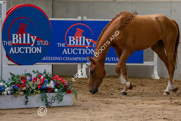 The Billy Stud Auction