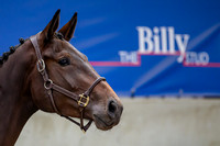 The Billy Stud Auction