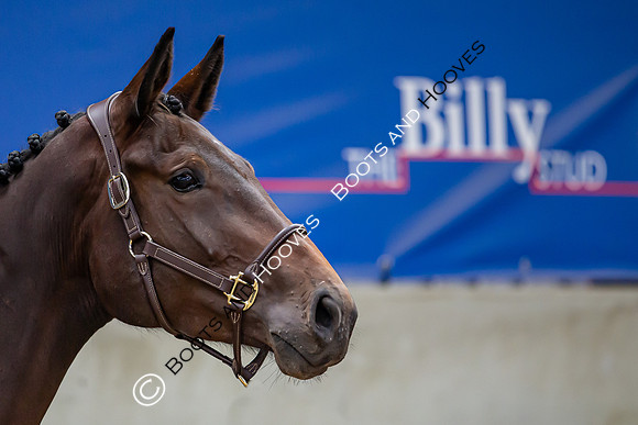 The Billy Stud Auction