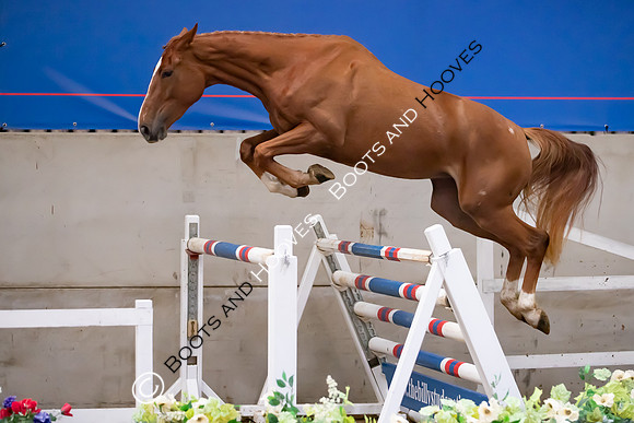 The Billy Stud Auction