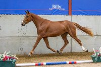 The Billy Stud Auction