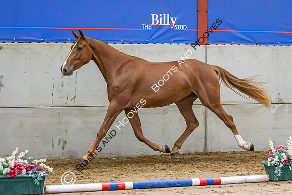 The Billy Stud Auction