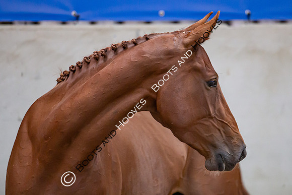 The Billy Stud Auction