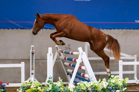 The Billy Stud Auction