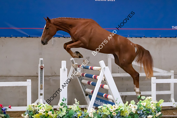 The Billy Stud Auction