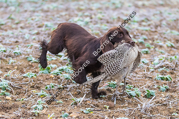 Dines Hall Game Shoot. 23/01/2019 ~ MANDATORY Credit Nick Gunn/Bootsandhooves - NO UNAUTHORISED USE - 07745 909676