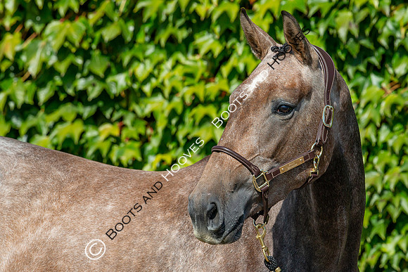 The Billy Stud Auction