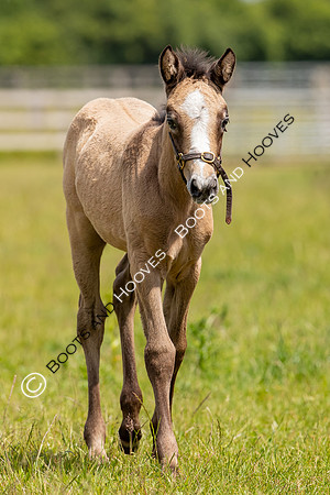 June 2022 ~MANDATORY Credit Elli Birch/Bootsandhooves- NO UNAUTHORISED USE - 07745909676