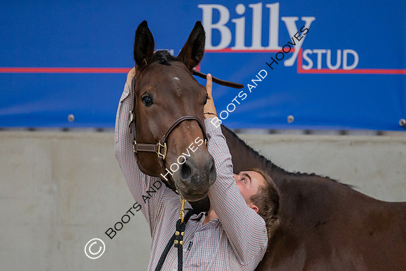 The Billy Stud Auction