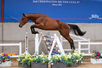 The Billy Stud Auction