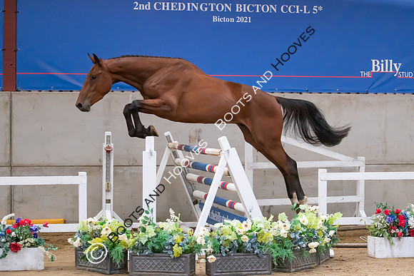 The Billy Stud Auction