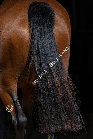 The Billy Stud Auction