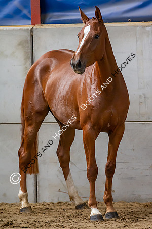 The Billy Stud Auction
