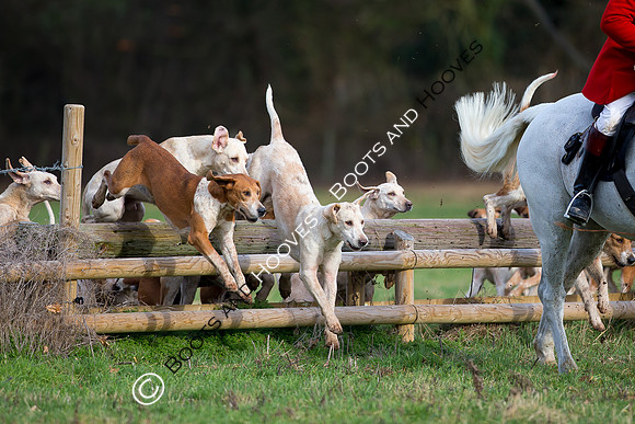 East Essex Hunt. Ladies Day. 29/01/2019 ~ MANDATORY Credit Elli Birch/Bootsandhooves - NO UNAUTHORISED USE - 07745 909676