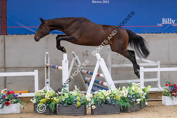 The Billy Stud Auction
