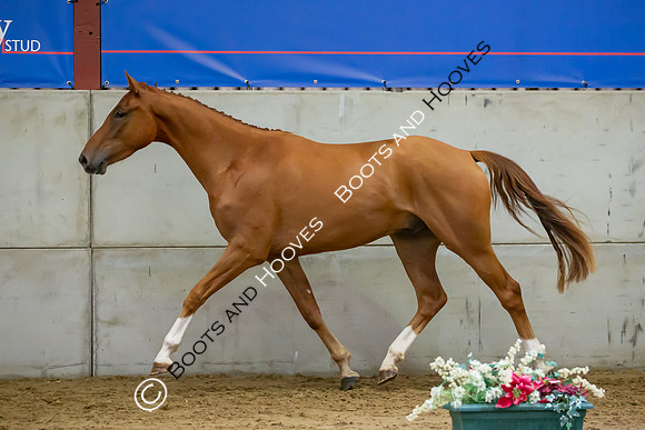 The Billy Stud Auction