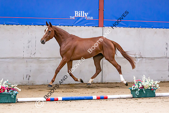 The Billy Stud Auction