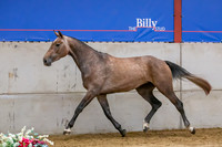 The Billy Stud Auction