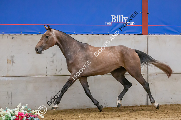 The Billy Stud Auction