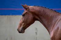The Billy Stud Auction