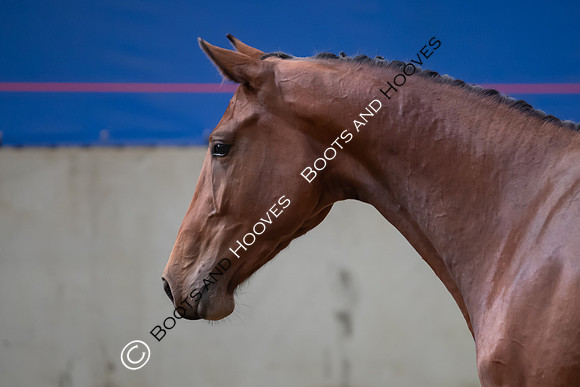 The Billy Stud Auction