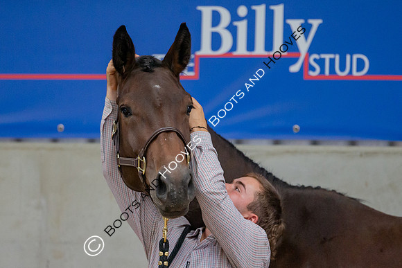 The Billy Stud Auction
