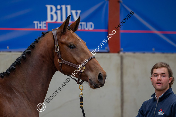The Billy Stud Auction