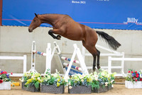 The Billy Stud Auction