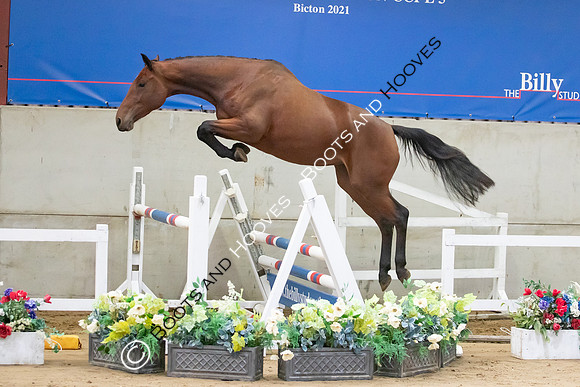 The Billy Stud Auction